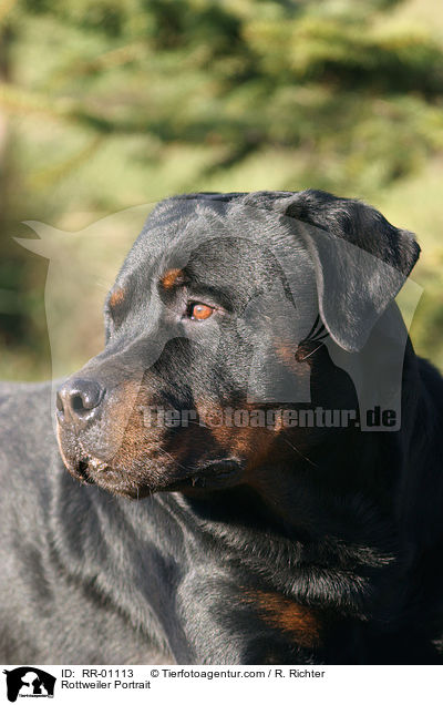 Rottweiler Portrait / RR-01113
