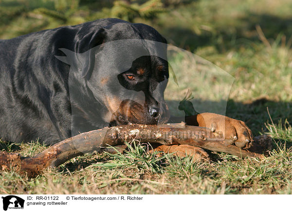 Rottweiler knabbert am Stckchen / gnawing rottweiler / RR-01122