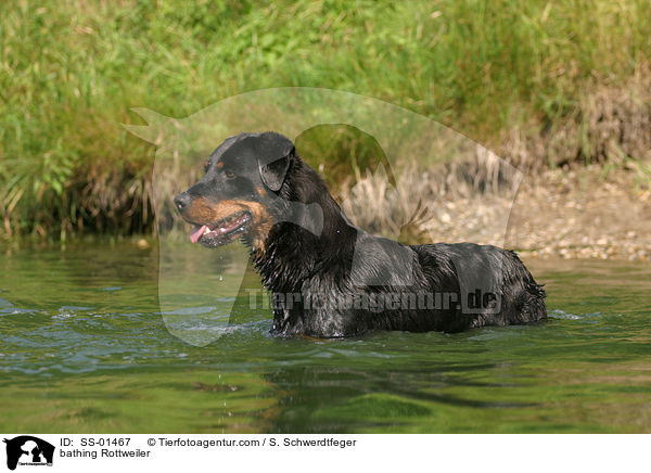 badender Rottweiler / bathing Rottweiler / SS-01467