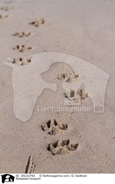Rottweiler footprint / DG-02763