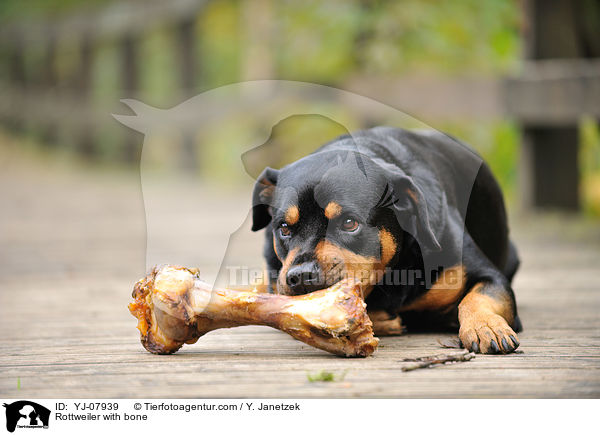 Rottweiler with bone / YJ-07939