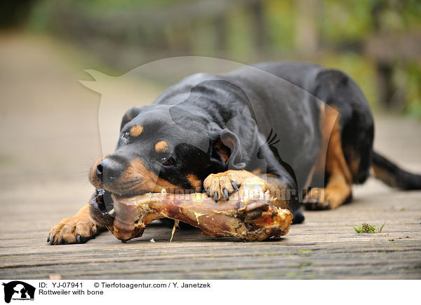Rottweiler with bone / YJ-07941