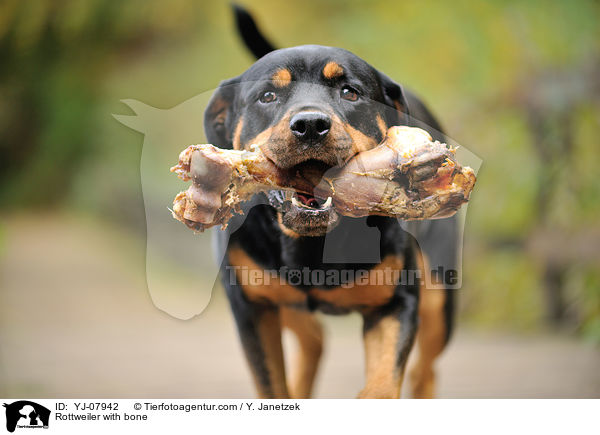 Rottweiler with bone / YJ-07942