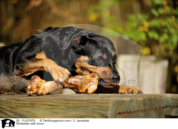 Rottweiler with bone / YJ-07970