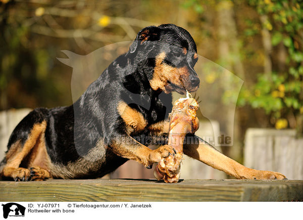 Rottweiler with bone / YJ-07971