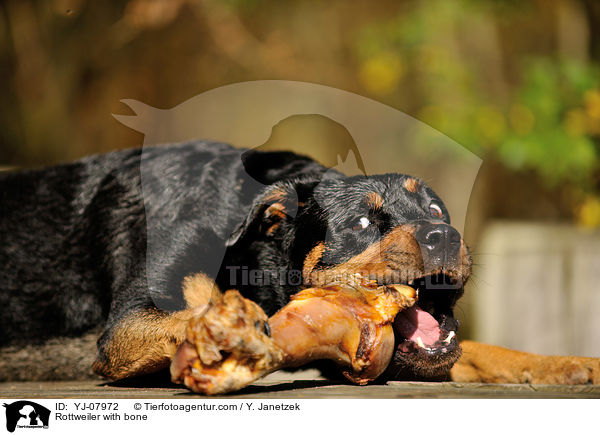 Rottweiler with bone / YJ-07972