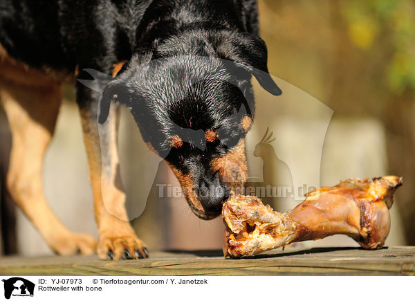Rottweiler with bone / YJ-07973