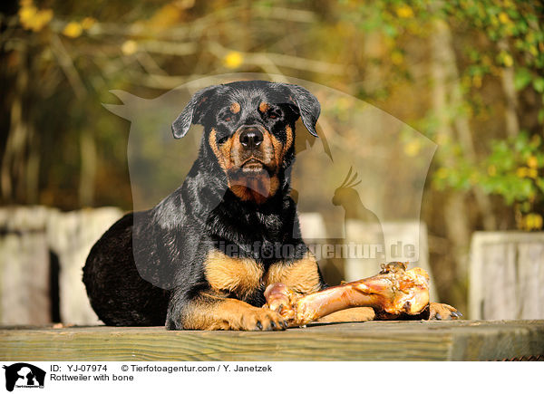 Rottweiler with bone / YJ-07974