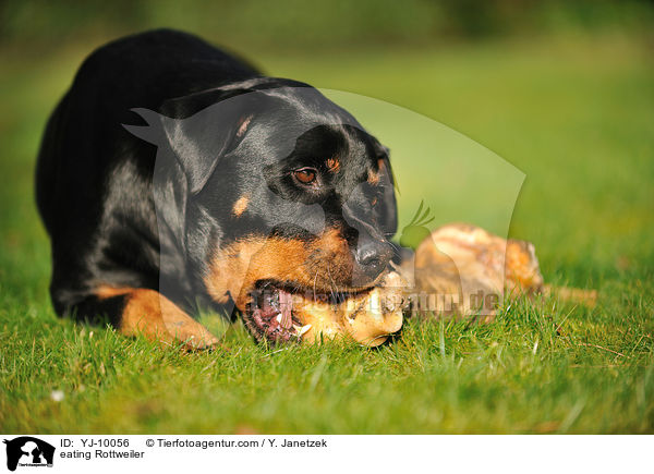 eating Rottweiler / YJ-10056