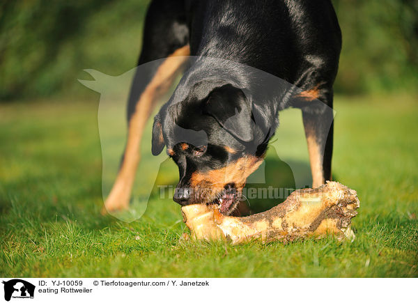 eating Rottweiler / YJ-10059
