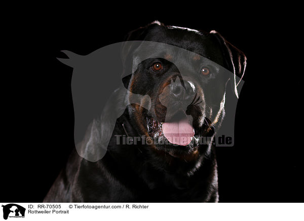 Rottweiler Portrait / RR-70505