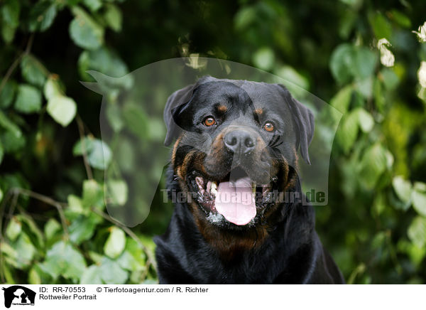 Rottweiler Portrait / RR-70553