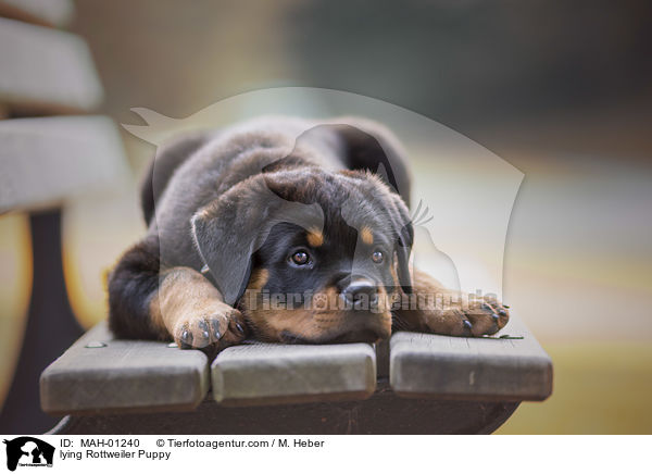 liegender Rottweiler Welpe / lying Rottweiler Puppy / MAH-01240