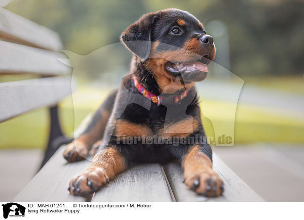 liegender Rottweiler Welpe / lying Rottweiler Puppy / MAH-01241