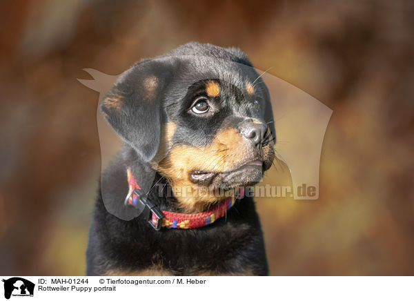 Rottweiler Welpe Portrait / Rottweiler Puppy portrait / MAH-01244