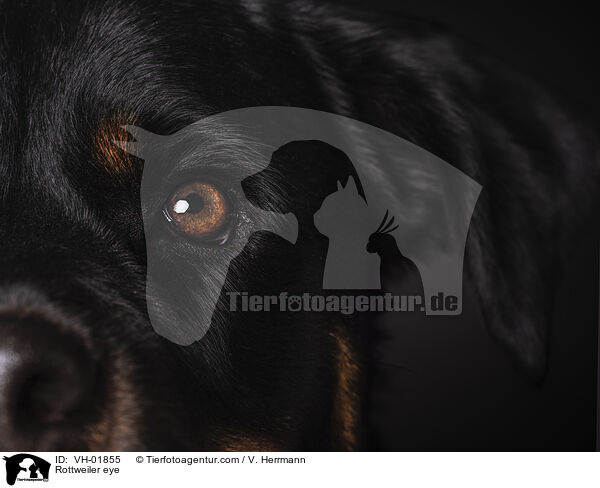 Rottweiler eye / VH-01855