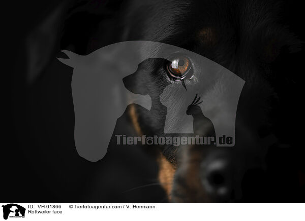 Rottweiler face / VH-01866