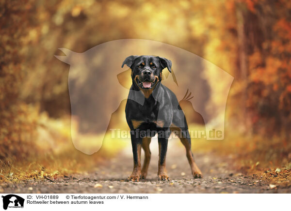 Rottweiler im Herbstlaub / Rottweiler between autumn leaves / VH-01889