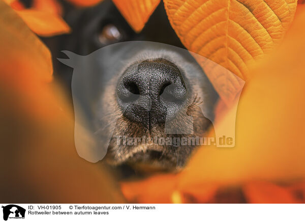 Rottweiler im Herbstlaub / Rottweiler between autumn leaves / VH-01905