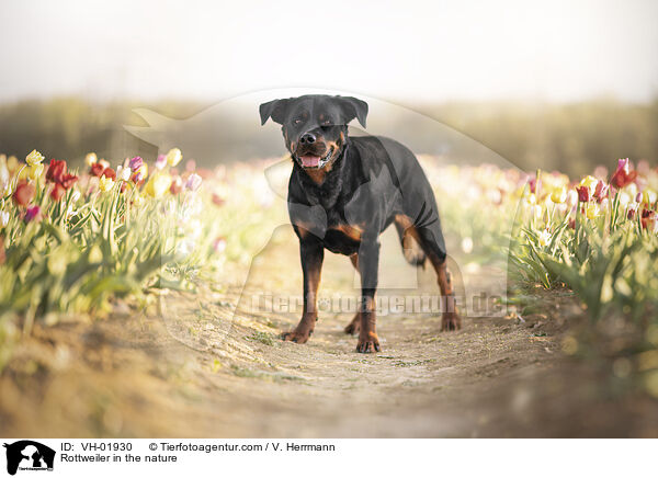 Rottweiler in the nature / VH-01930