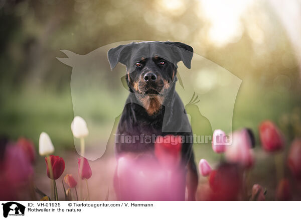 Rottweiler in the nature / VH-01935
