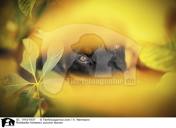 Rottweiler between autumn leaves / VH-01937
