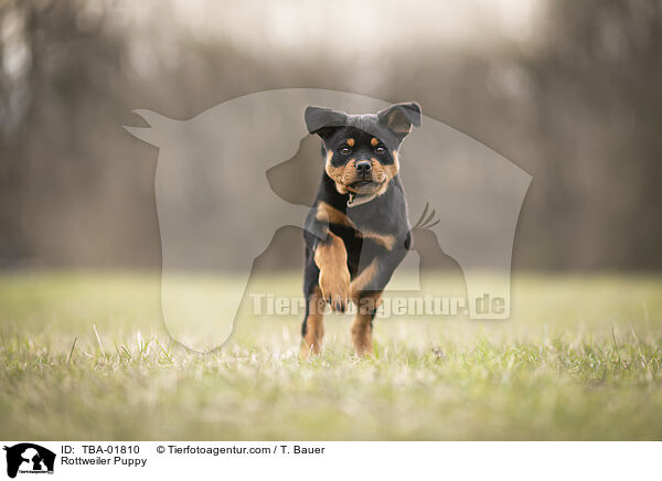 Rottweiler Puppy / TBA-01810