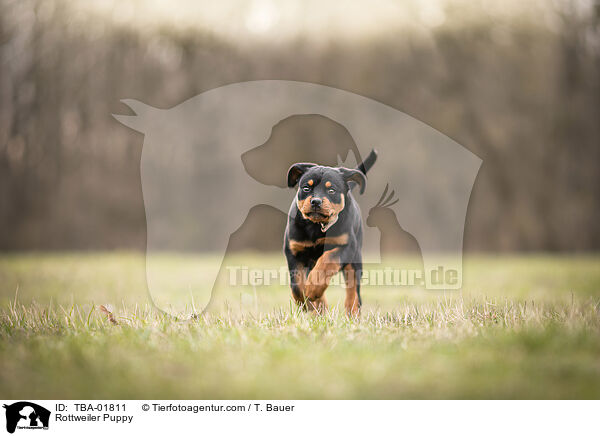 Rottweiler Puppy / TBA-01811