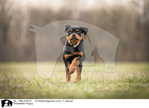 Rottweiler Puppy / TBA-01812