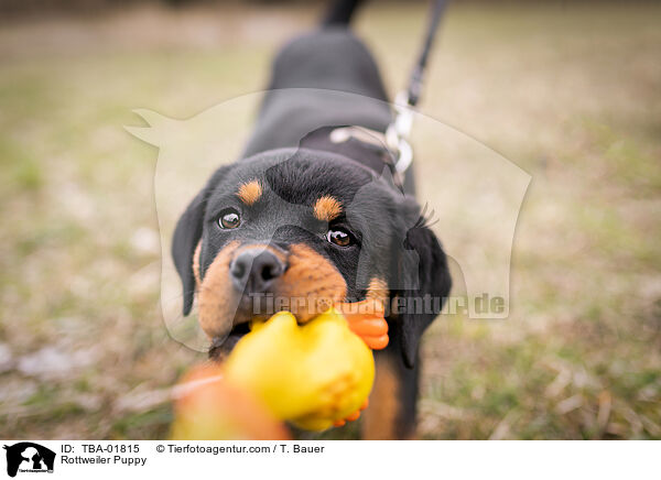 Rottweiler Puppy / TBA-01815