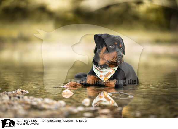 young Rottweiler / TBA-01852