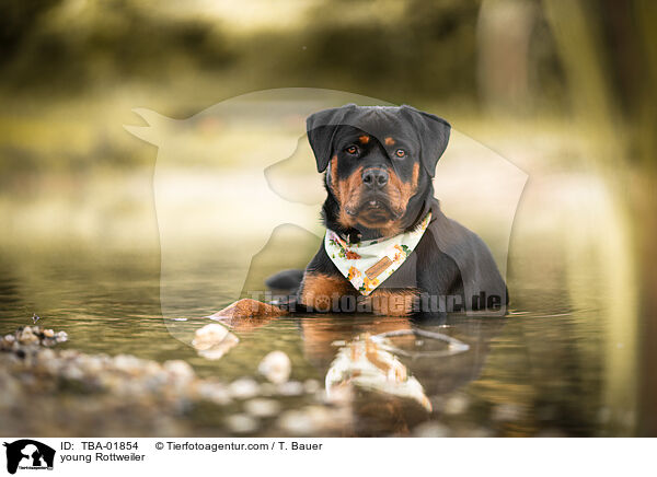 young Rottweiler / TBA-01854
