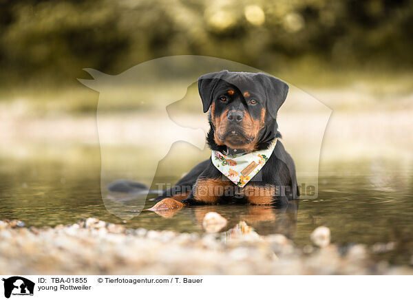 young Rottweiler / TBA-01855
