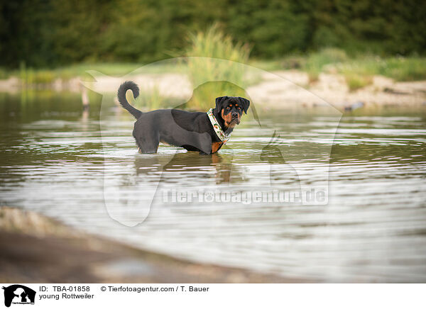 young Rottweiler / TBA-01858