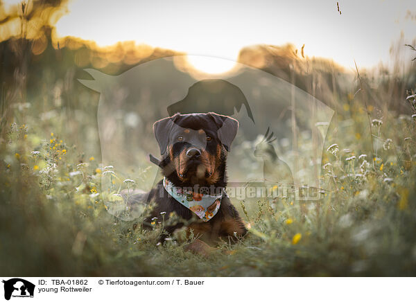 young Rottweiler / TBA-01862