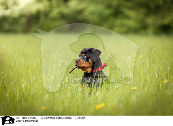 young Rottweiler / TBA-01902