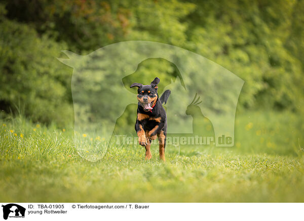 young Rottweiler / TBA-01905