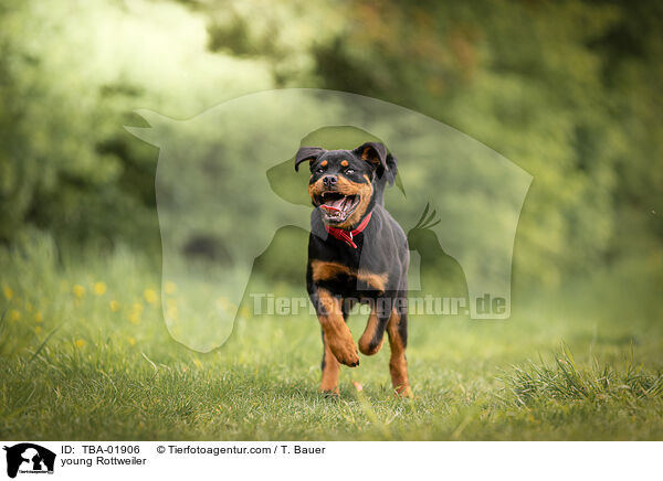 young Rottweiler / TBA-01906