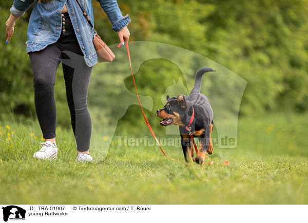 young Rottweiler / TBA-01907