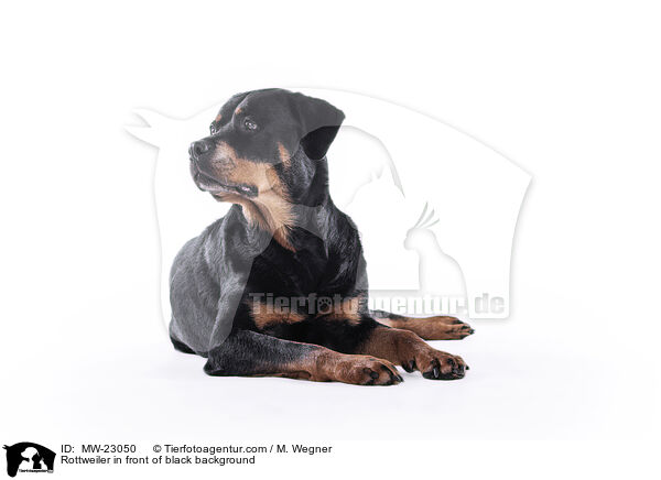 Rottweiler in front of black background / MW-23050