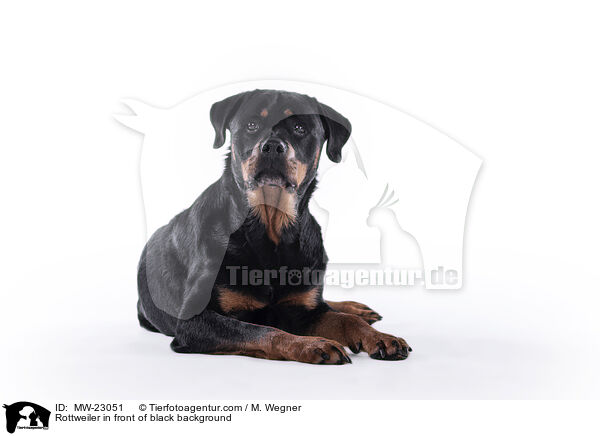 Rottweiler in front of black background / MW-23051