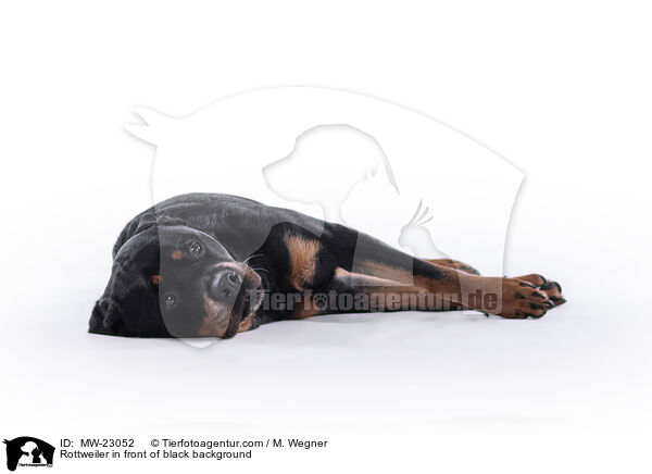 Rottweiler in front of black background / MW-23052
