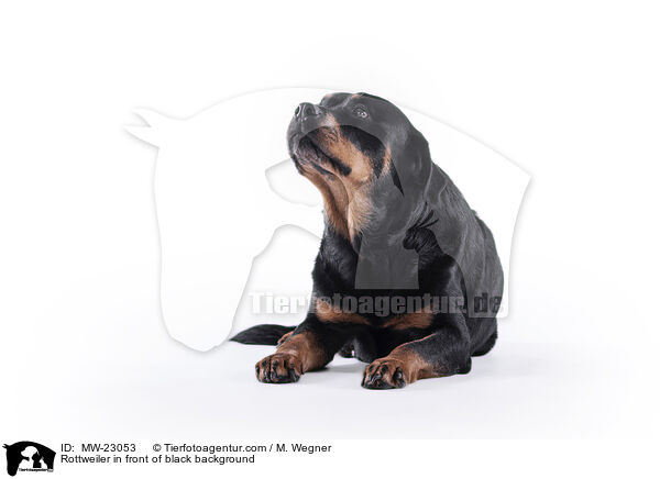 Rottweiler in front of black background / MW-23053