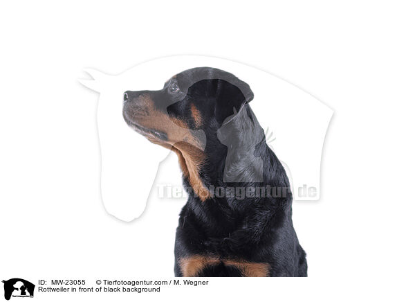 Rottweiler in front of black background / MW-23055