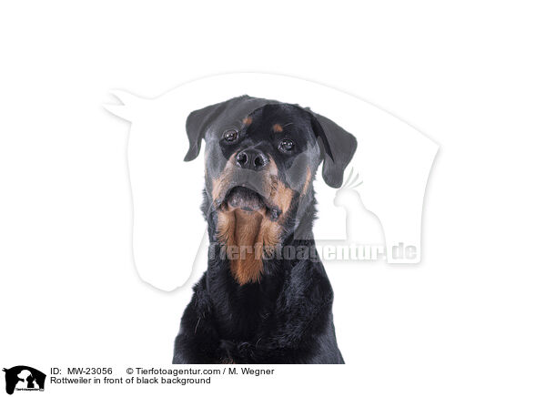 Rottweiler in front of black background / MW-23056