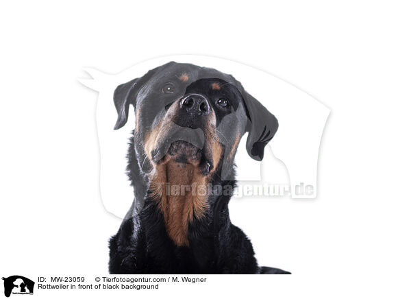 Rottweiler in front of black background / MW-23059