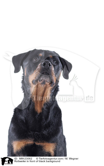 Rottweiler in front of black background / MW-23062