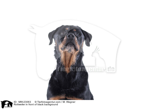 Rottweiler in front of black background / MW-23063