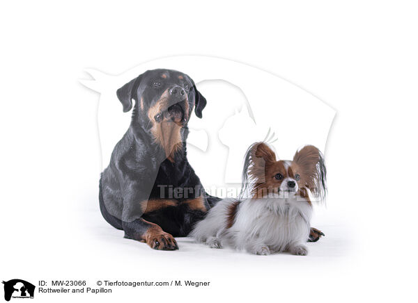 Rottweiler and Papillon / MW-23066