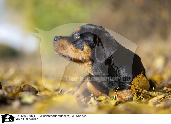 young Rottweiler / MW-23074